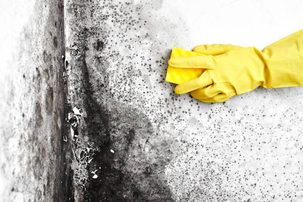 Best Commercial Mold Removal  in Harrison, NJ
