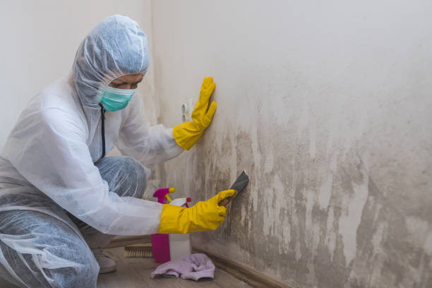 Best Mold Removal Company Near Me  in Harrison, NJ