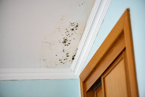 Crawl Space Mold Removal in Harrison, NJ