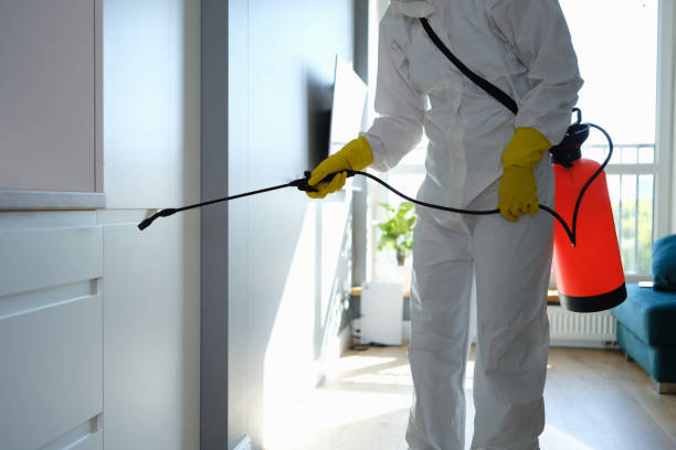 Best Local Mold Removal Service  in Harrison, NJ