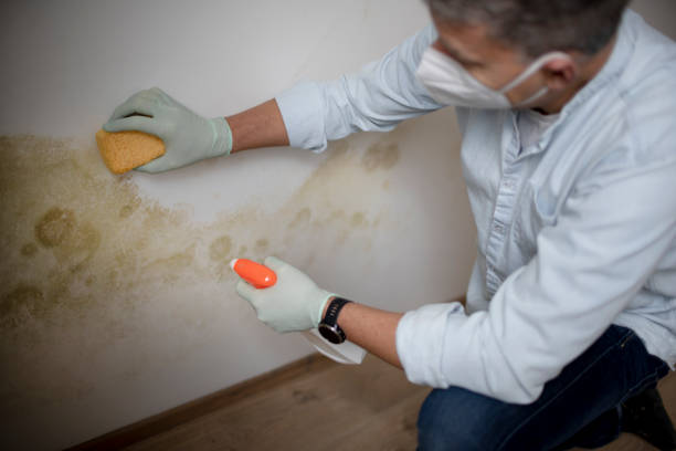 Best Mold Cleaning Services  in Harrison, NJ