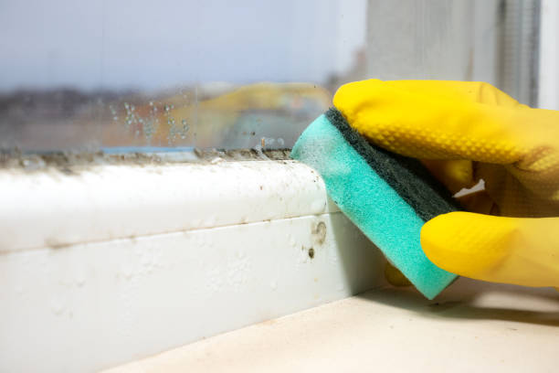 Best Residential Mold Removal  in Harrison, NJ