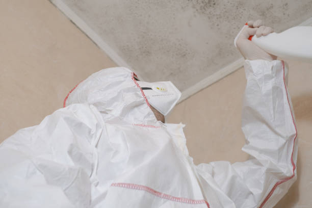 Best Best Mold Removal Companies  in Harrison, NJ