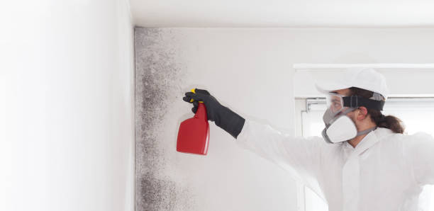 Best Best Mold Removal Companies  in Harrison, NJ