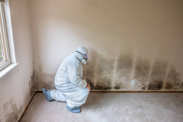 Attic Mold Removal in Harrison, NJ