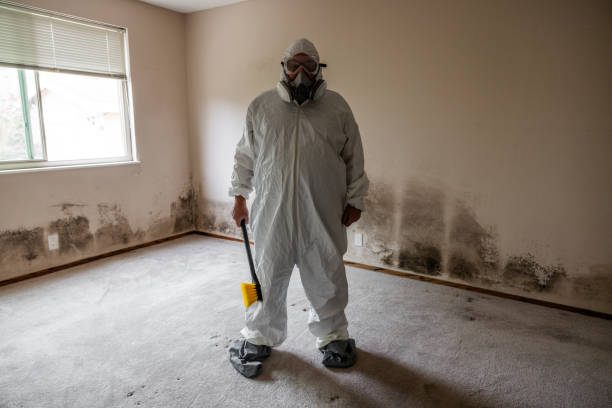 Reliable Harrison, NJ Mold Removal Solutions