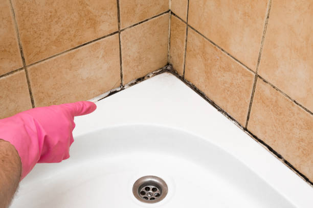 Best Local Mold Removal Service  in Harrison, NJ